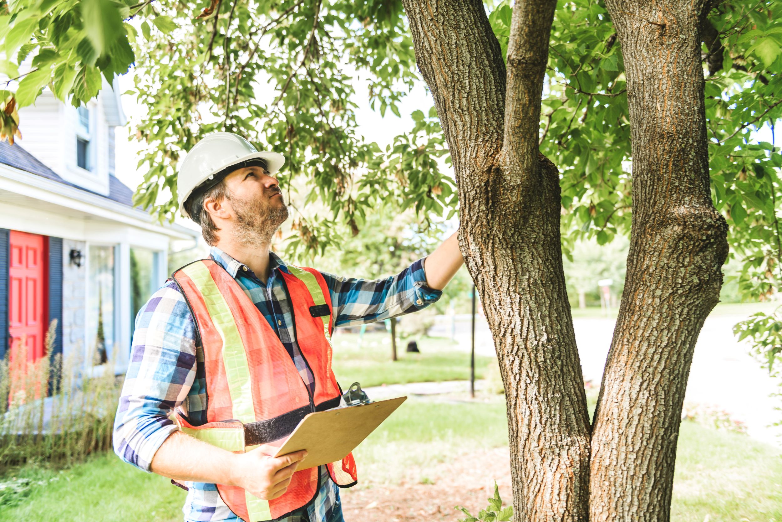 Tree inspections