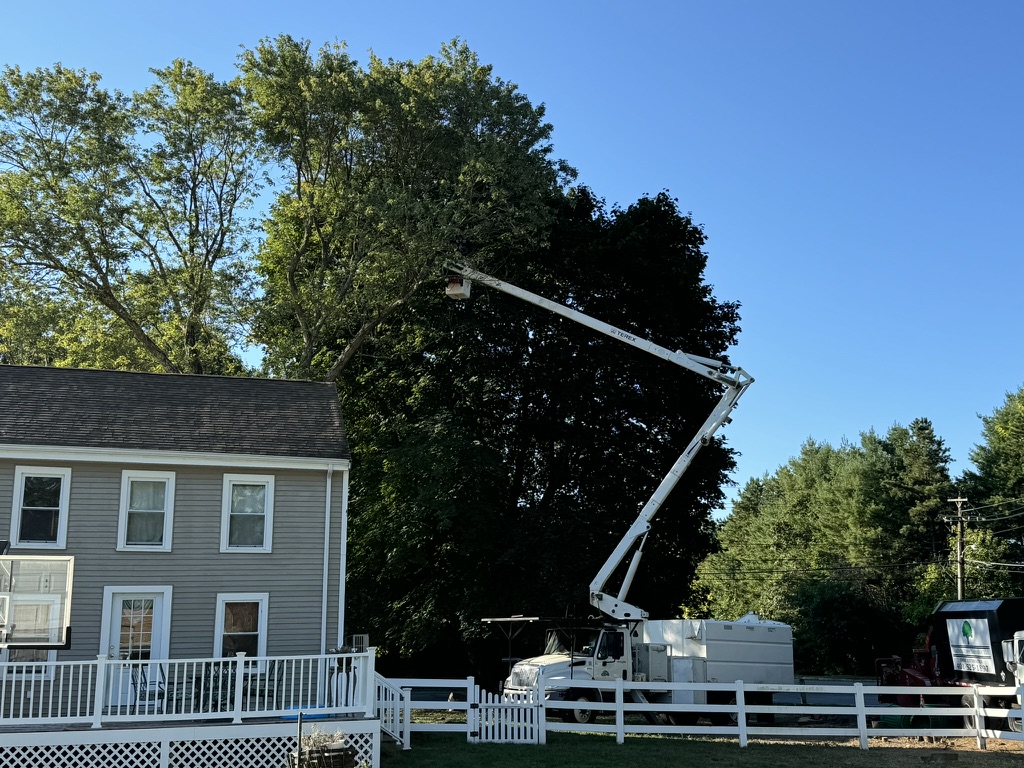 Structural Tree Pruning